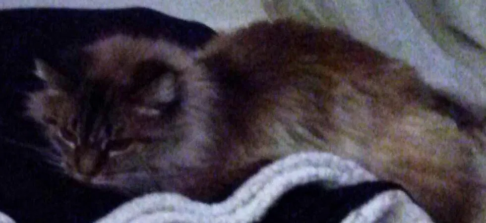 Lost cat in Sacramento, CA, 95864
