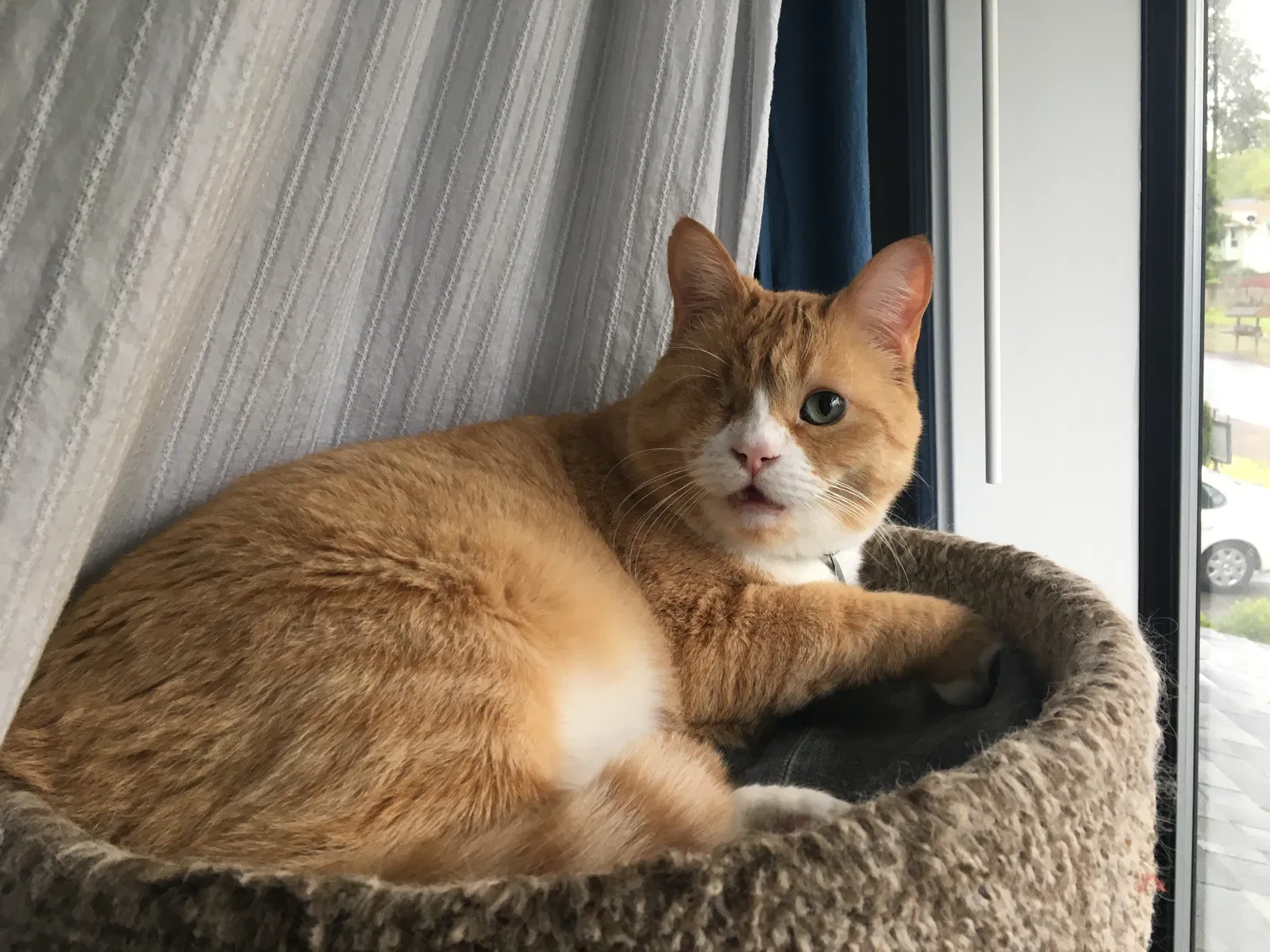 Lost cat in Duvall, WA, 98019