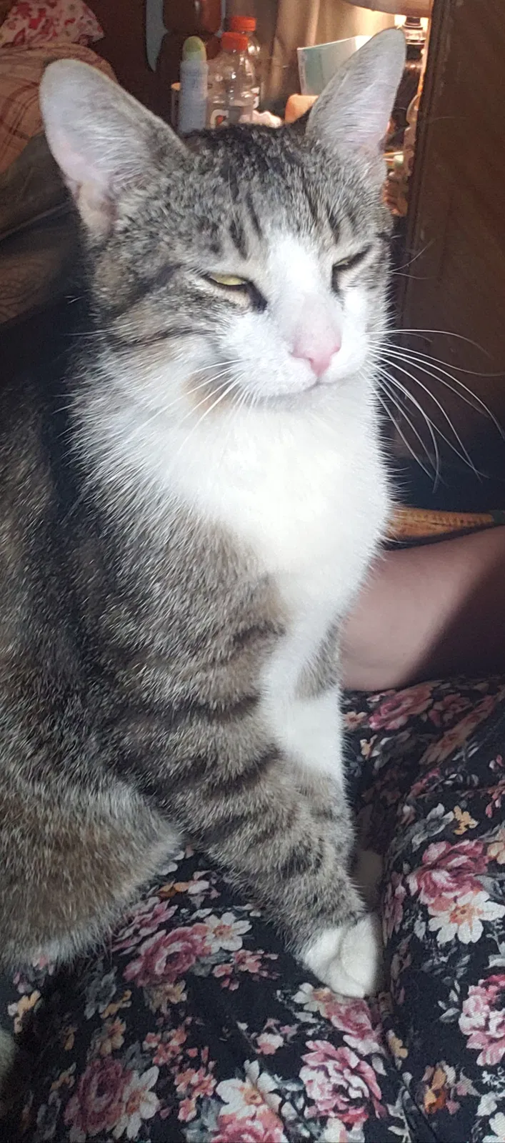 Lost cat in Manassas, VA, 20110
