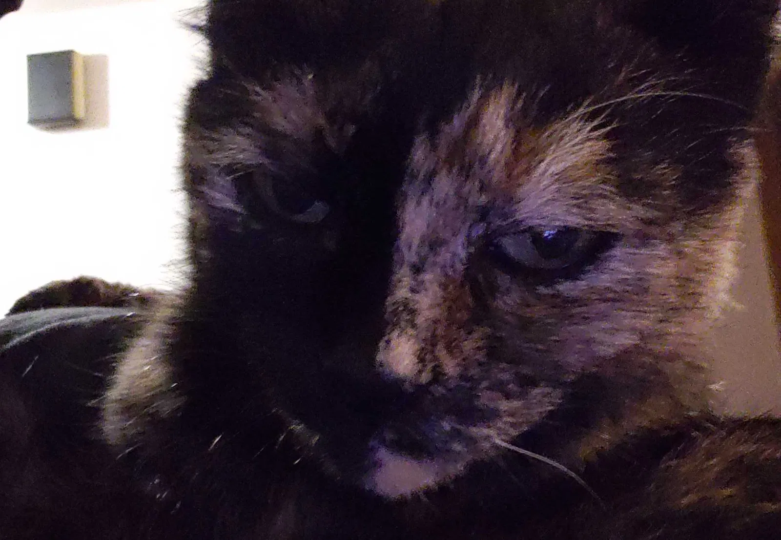 Lost cat in Olympia, WA, 98502