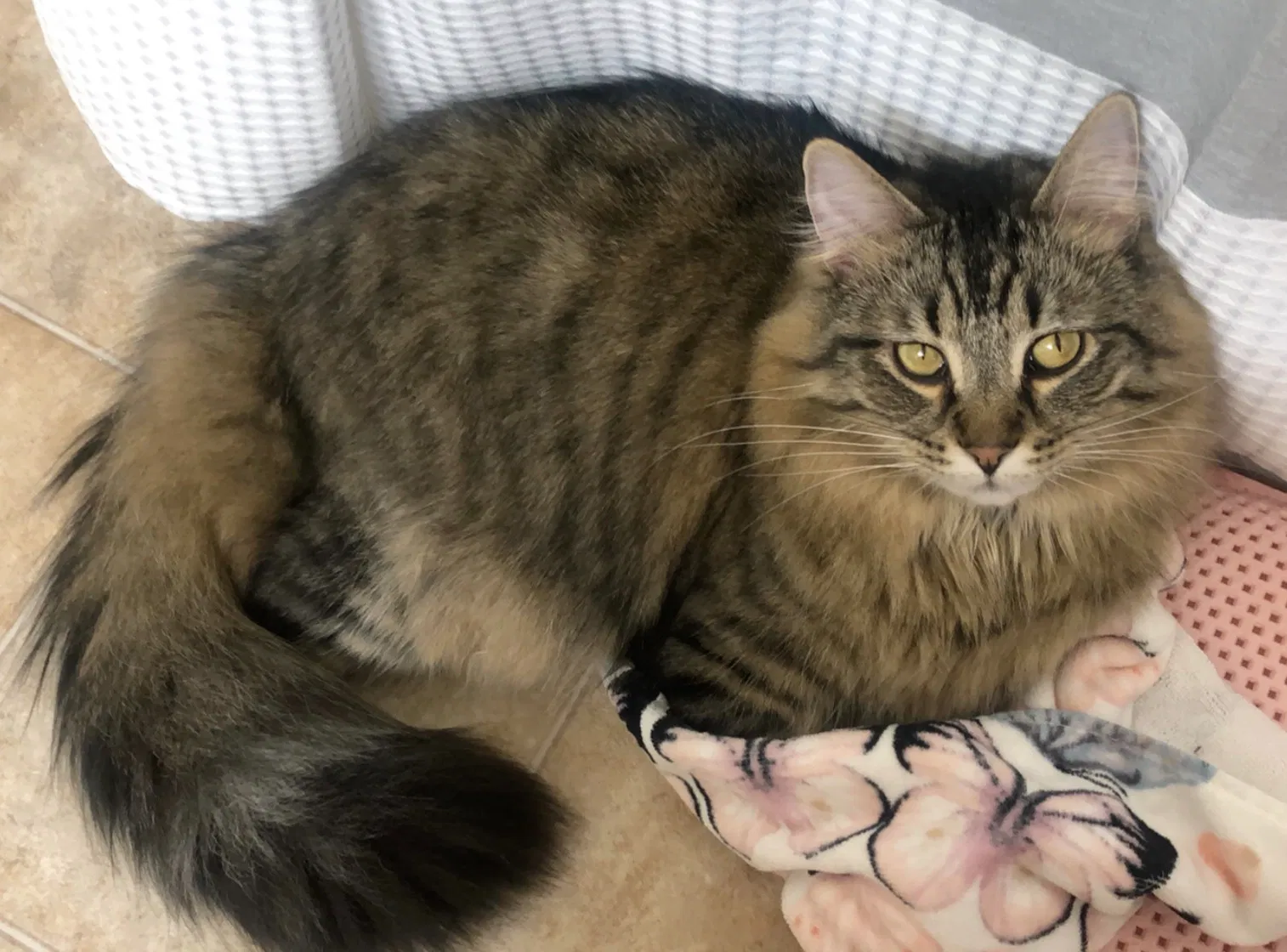 Lost cat in Waukesha, WI, 53188