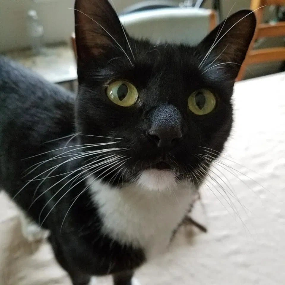 Lost cat in West Sacramento, CA, 95691