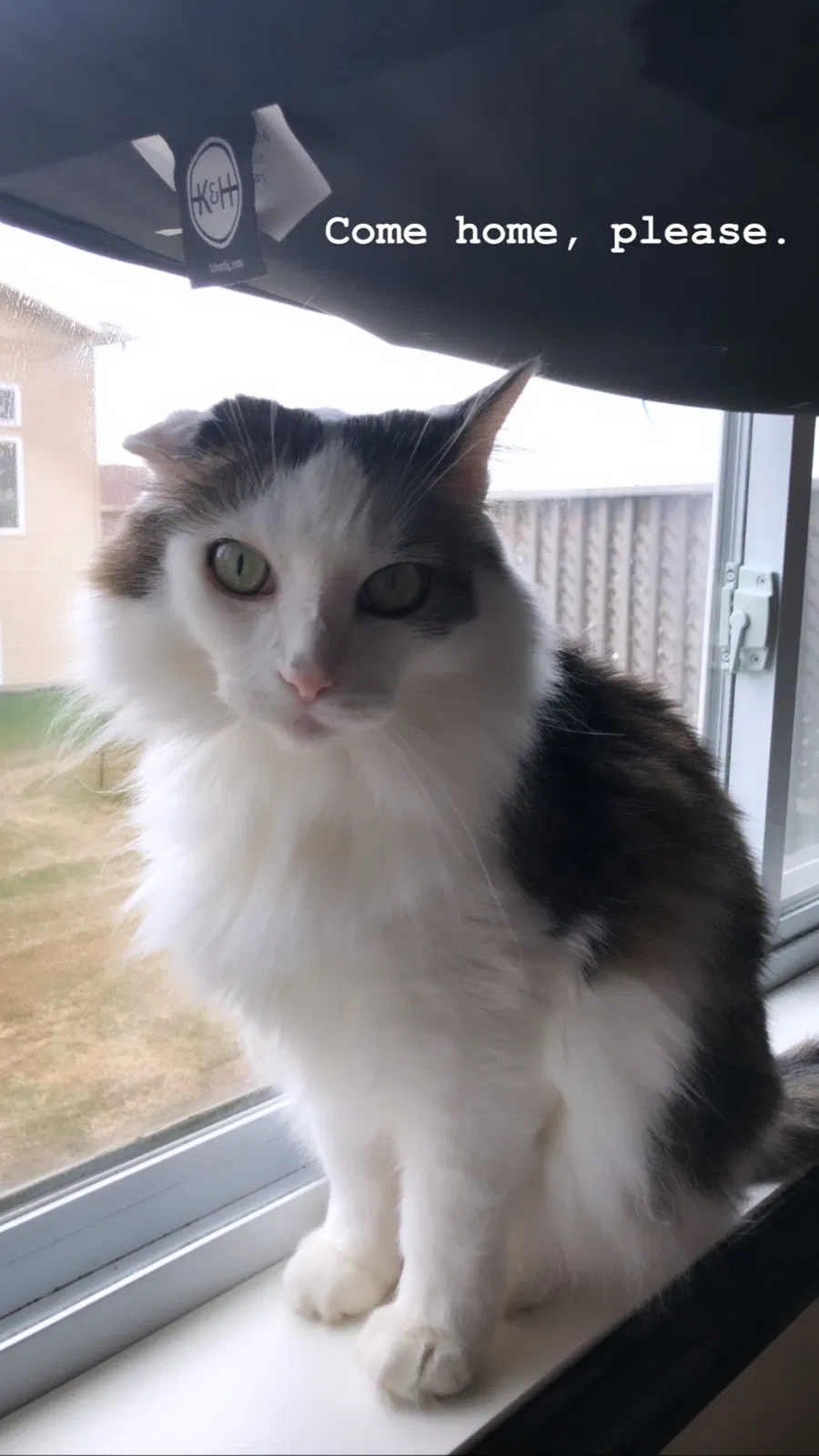 Lost cat in Fargo, ND, 58104