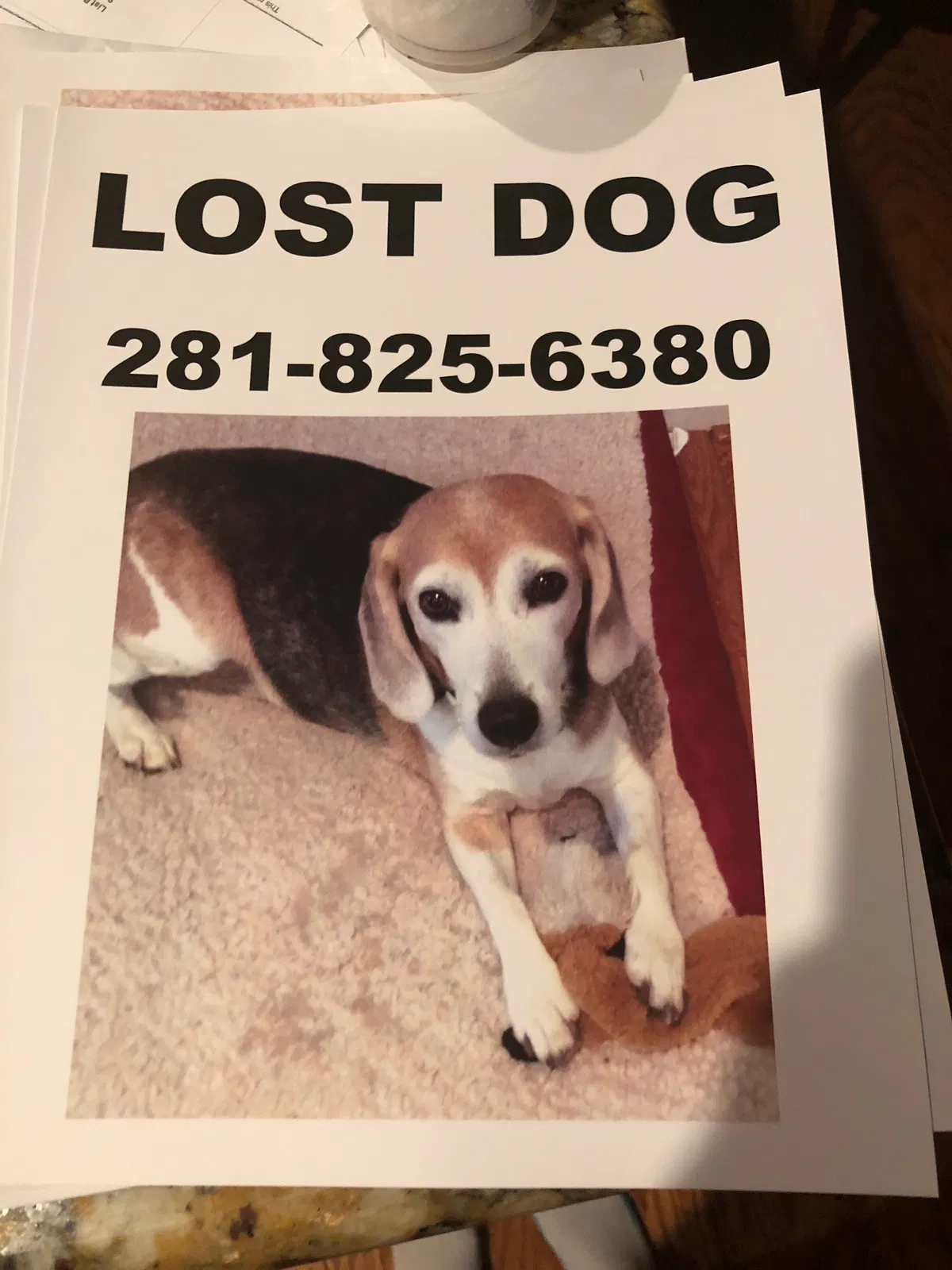 Lost dog in Spring, TX, 77381