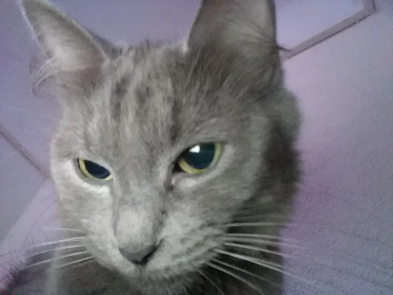 Lost cat in Poplar Bluff, MO, 63901