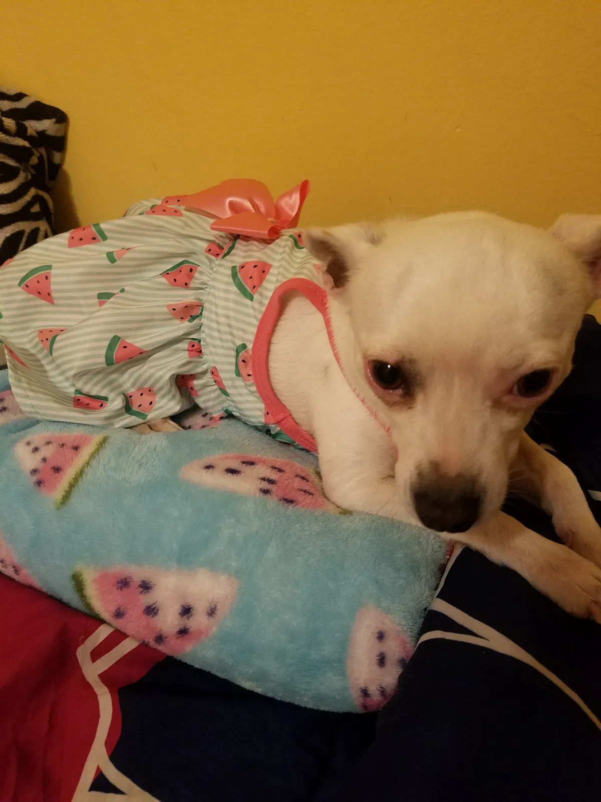Lost dog in Ontario, CA, 91764