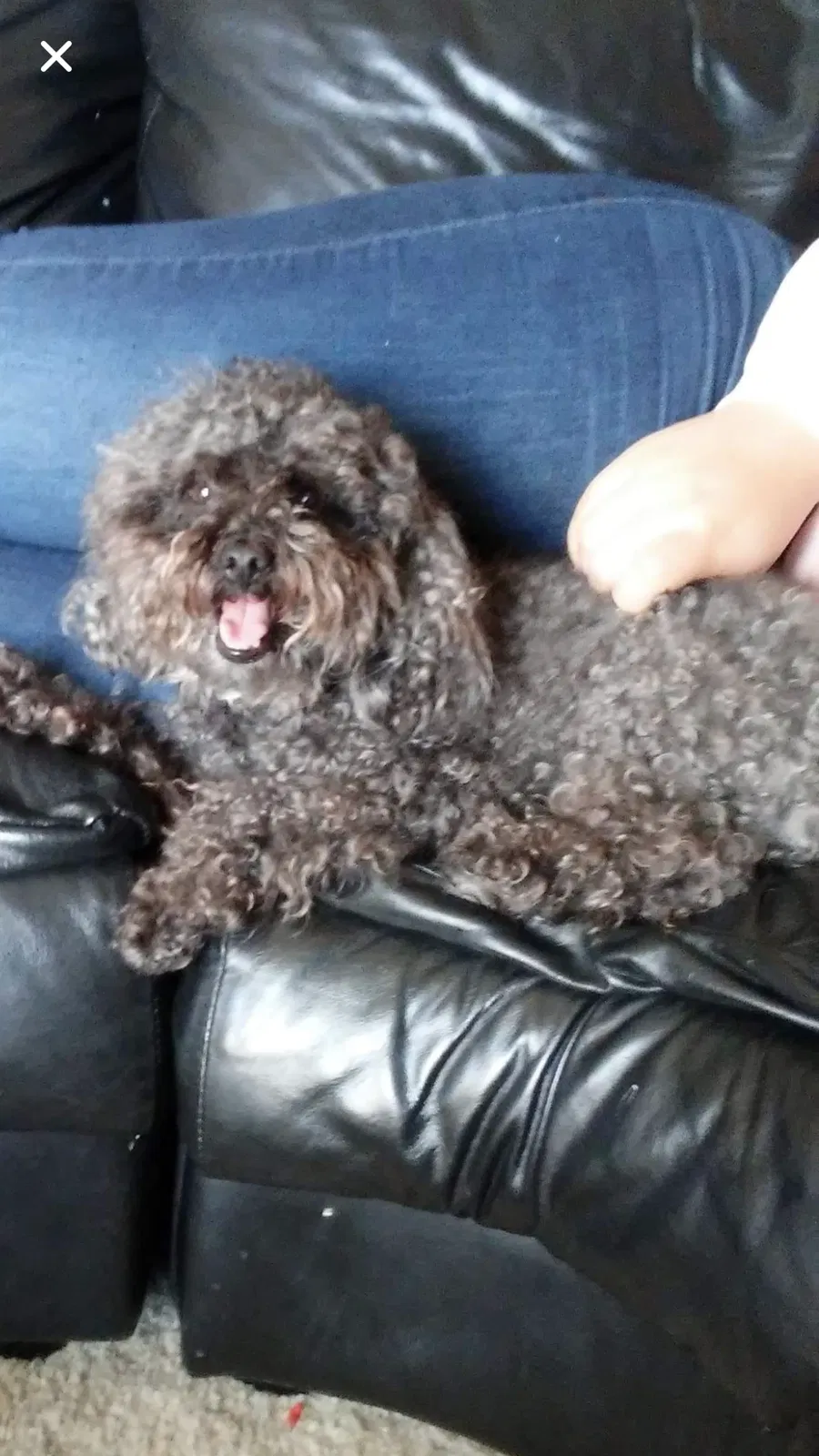 Lost dog in Indianapolis, IN, 46226