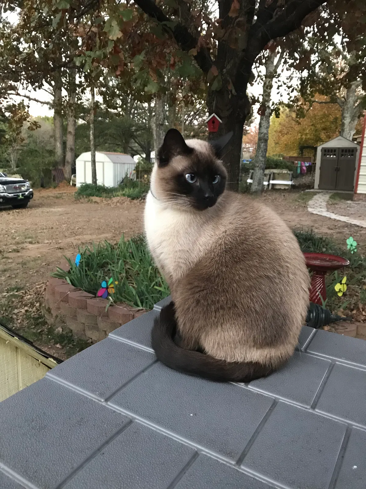 Lost cat in Greenbrier, AR, 72058