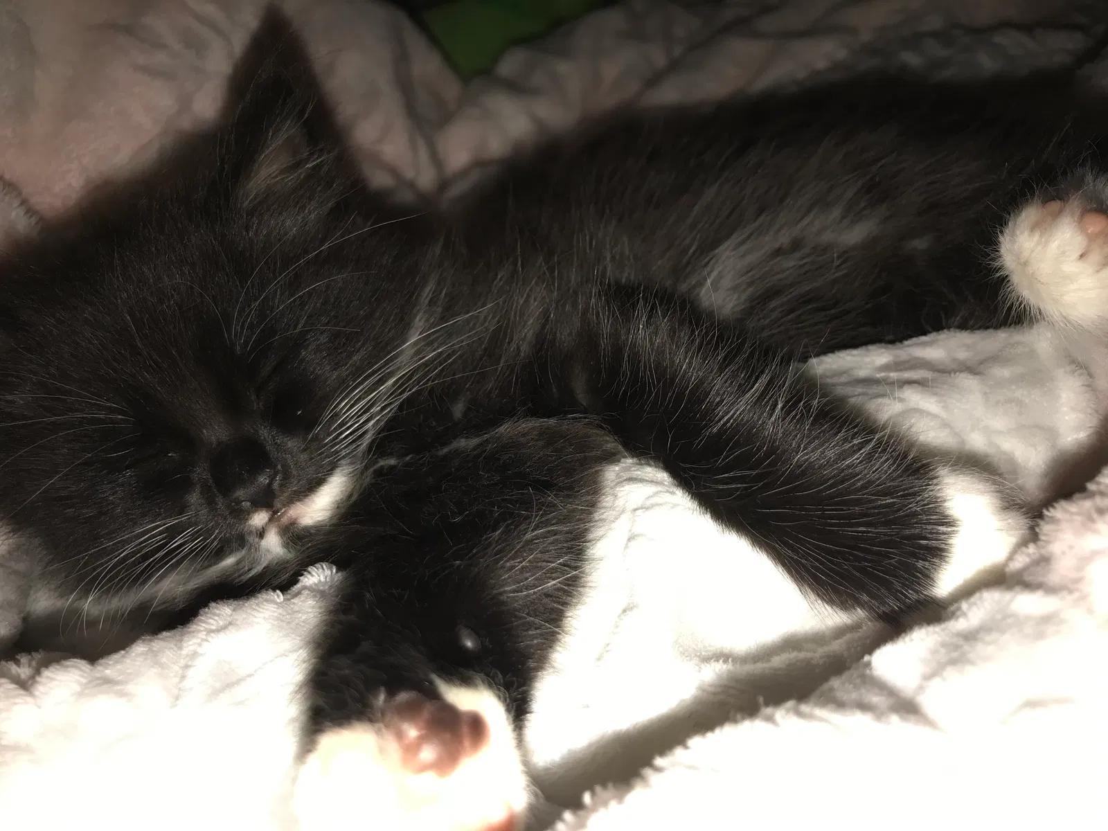 Lost cat in Buford, GA, 30519