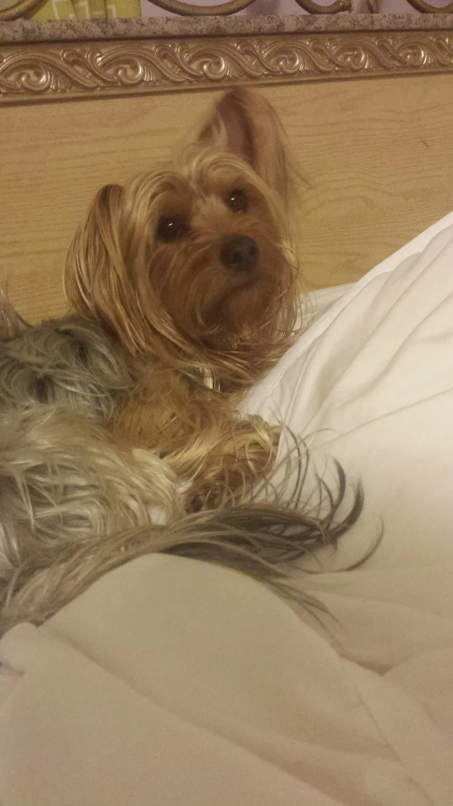 Lost dog in Denver, CO, 80219