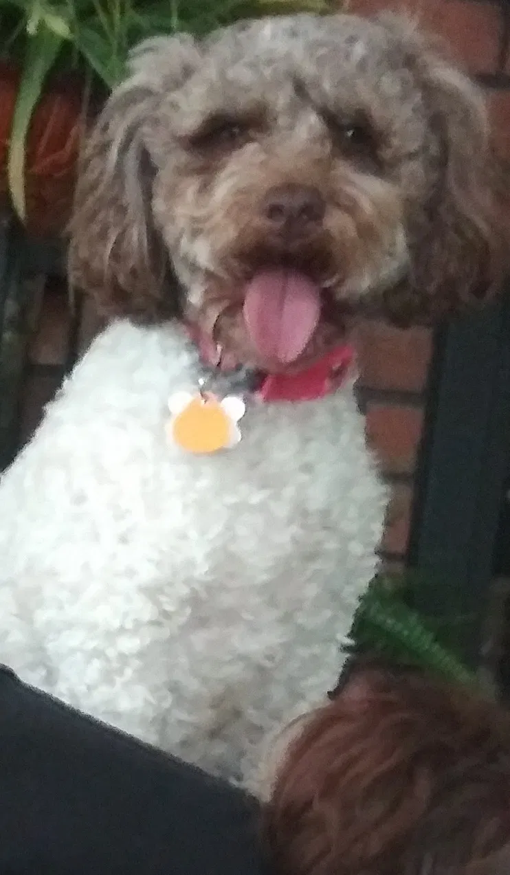 Lost dog in Wyoming, MI, 49519