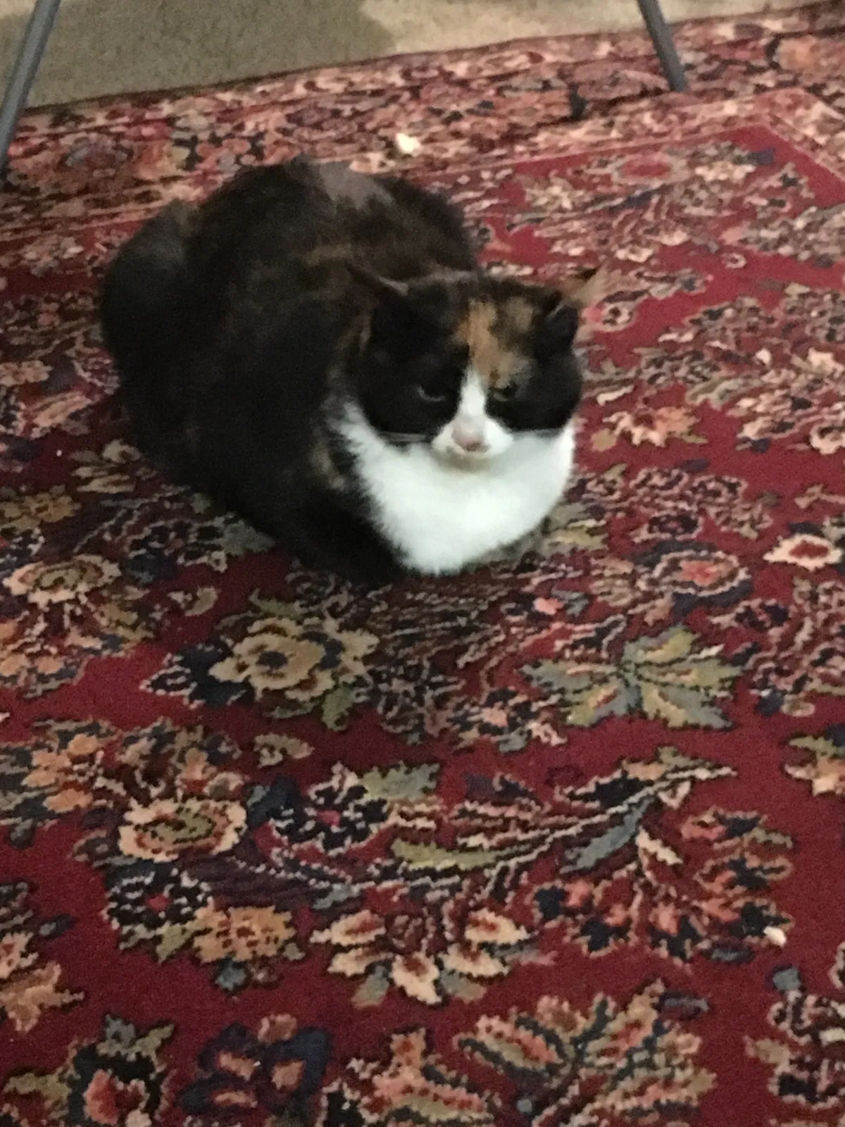 Lost cat in Anacortes, WA, 98221