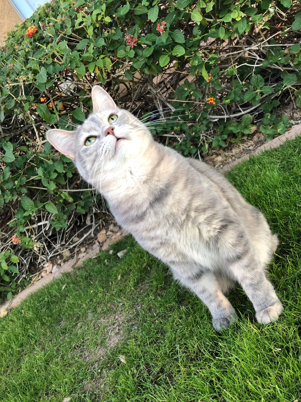 Lost cat in Surprise, AZ, 85374