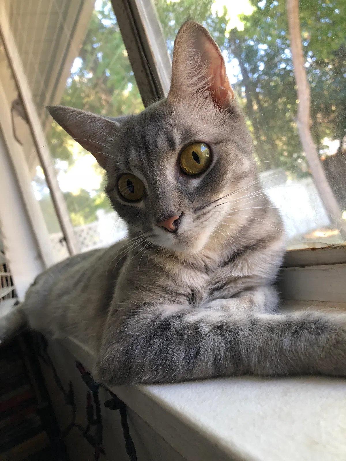 Lost cat in Stockton, CA, 95207