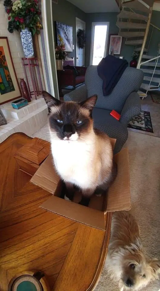 Lost cat in Brownsburg, IN, 46112