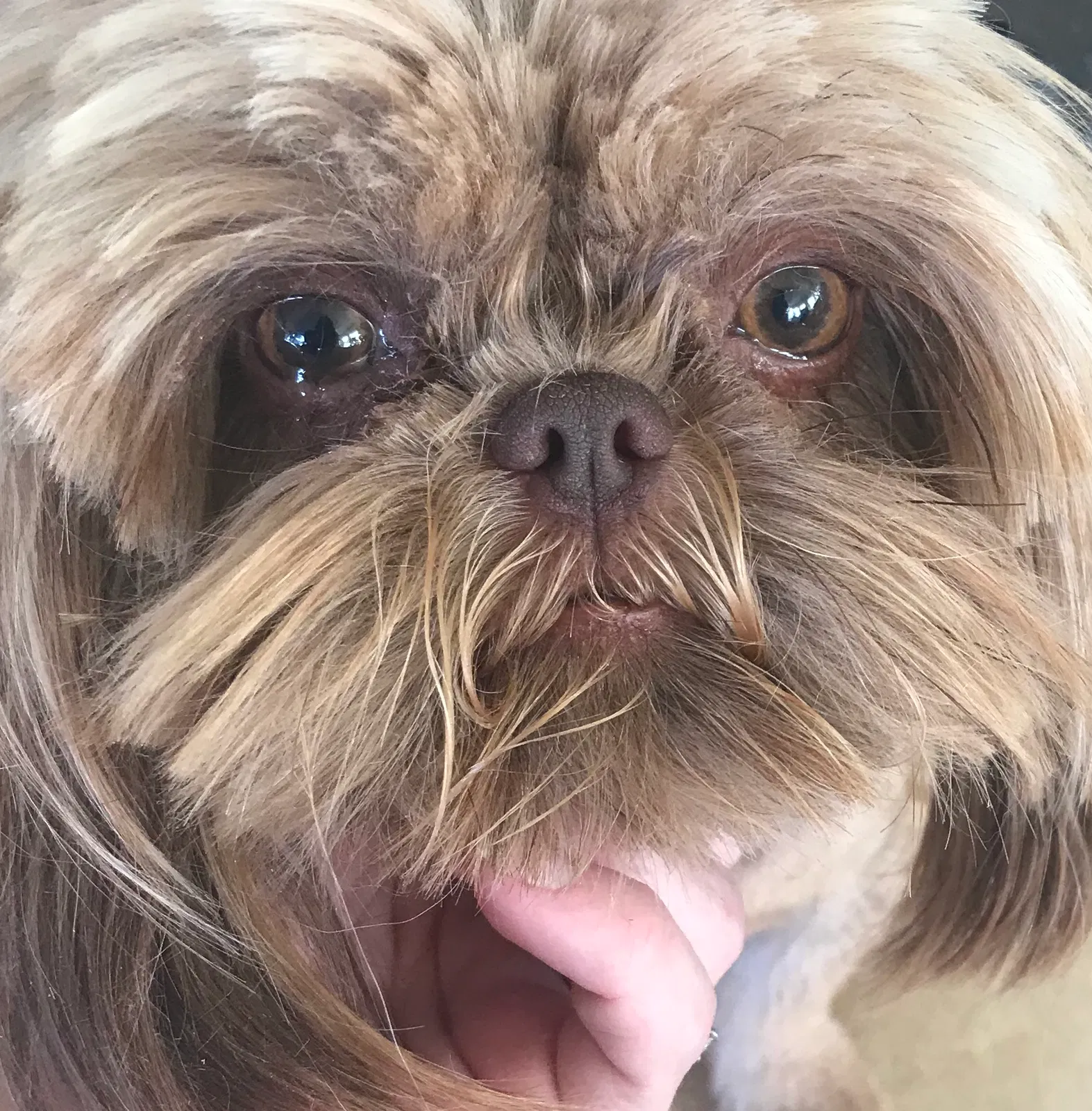 Lost dog in Shelbyville, TN, 37160