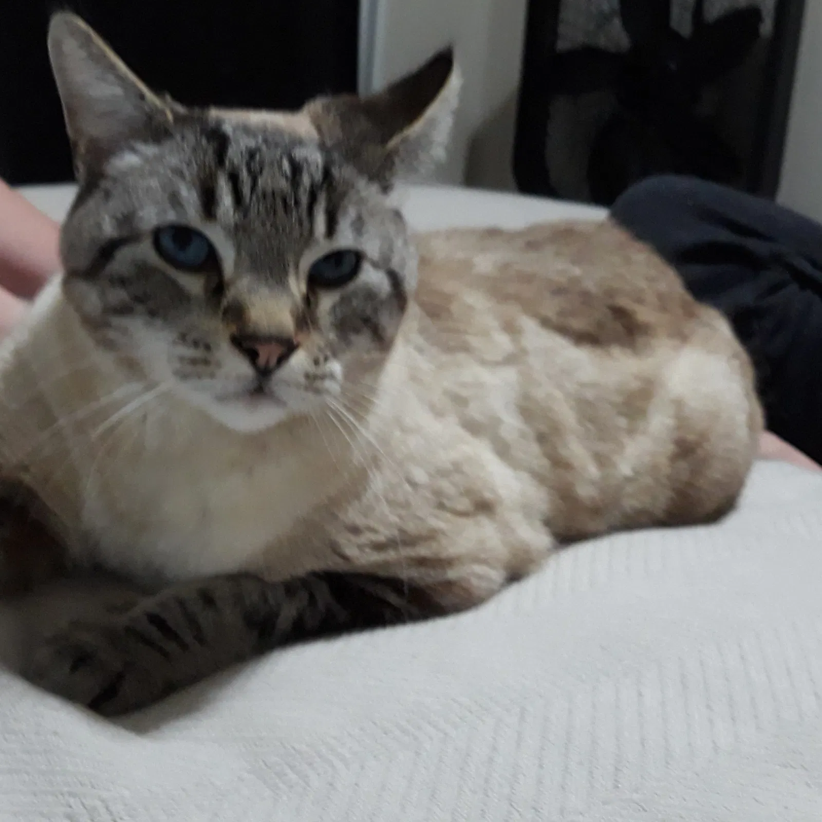 Lost cat in West Jordan, UT, 84084