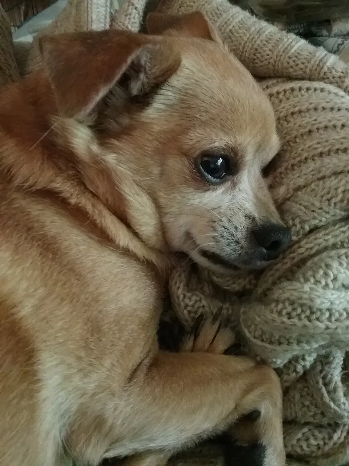Lost dog in Kansas City, KS, 66106