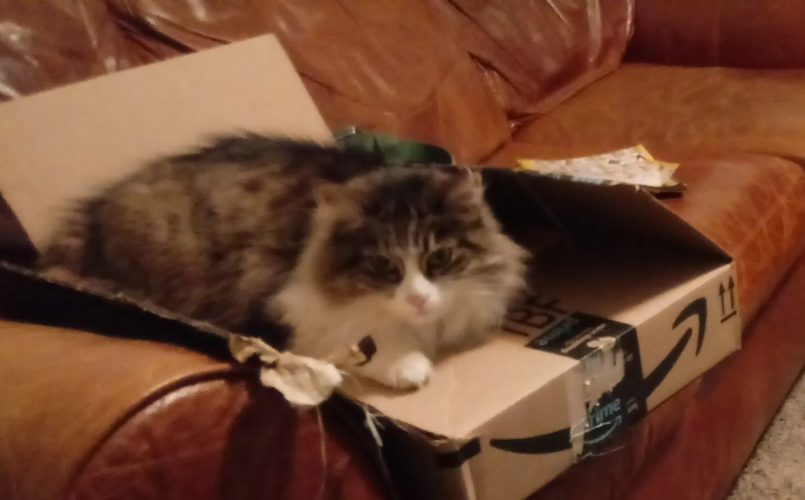Lost cat in Sunland, CA, 91040