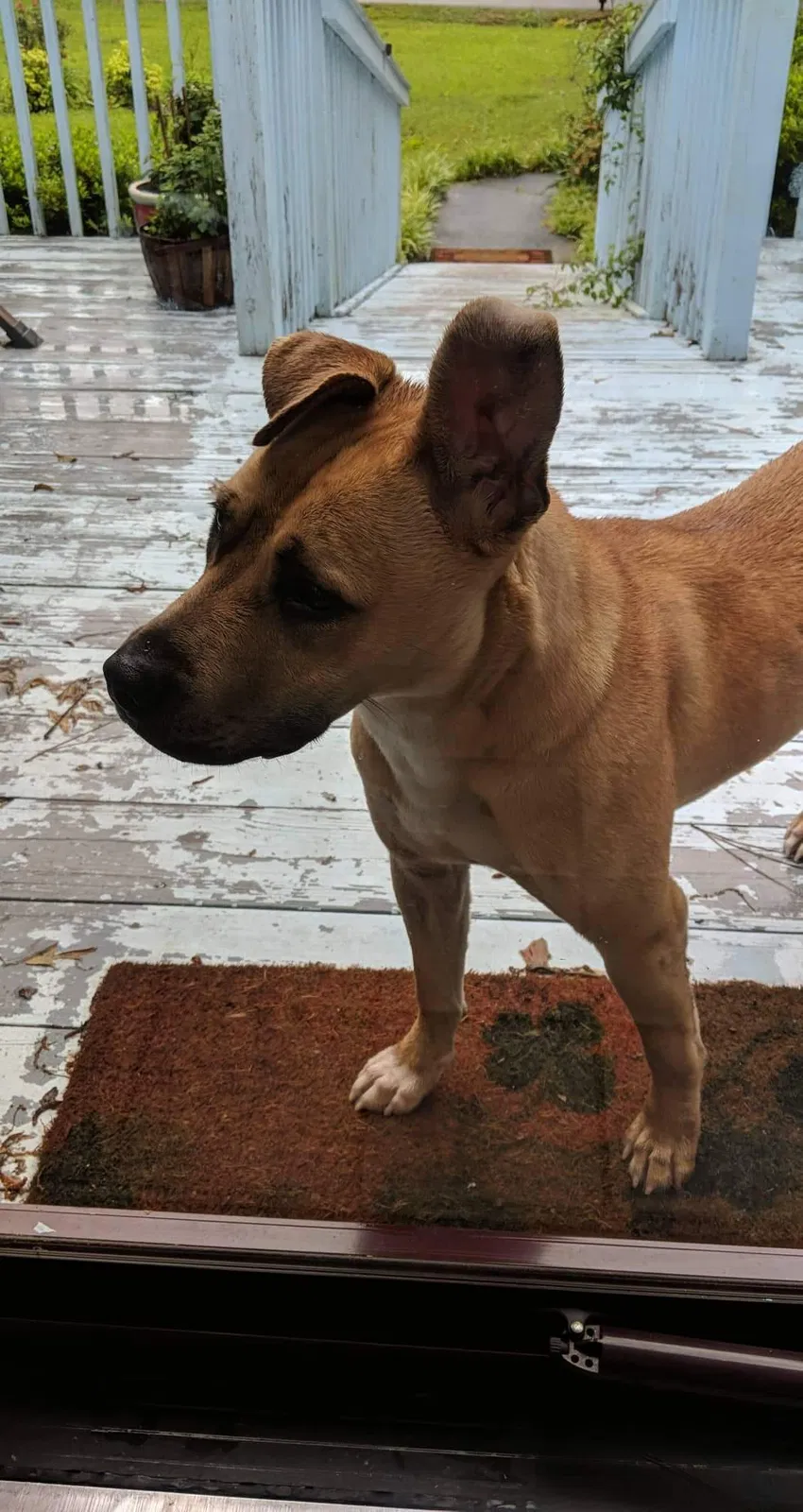 Found dog in Loganville, GA, 30052