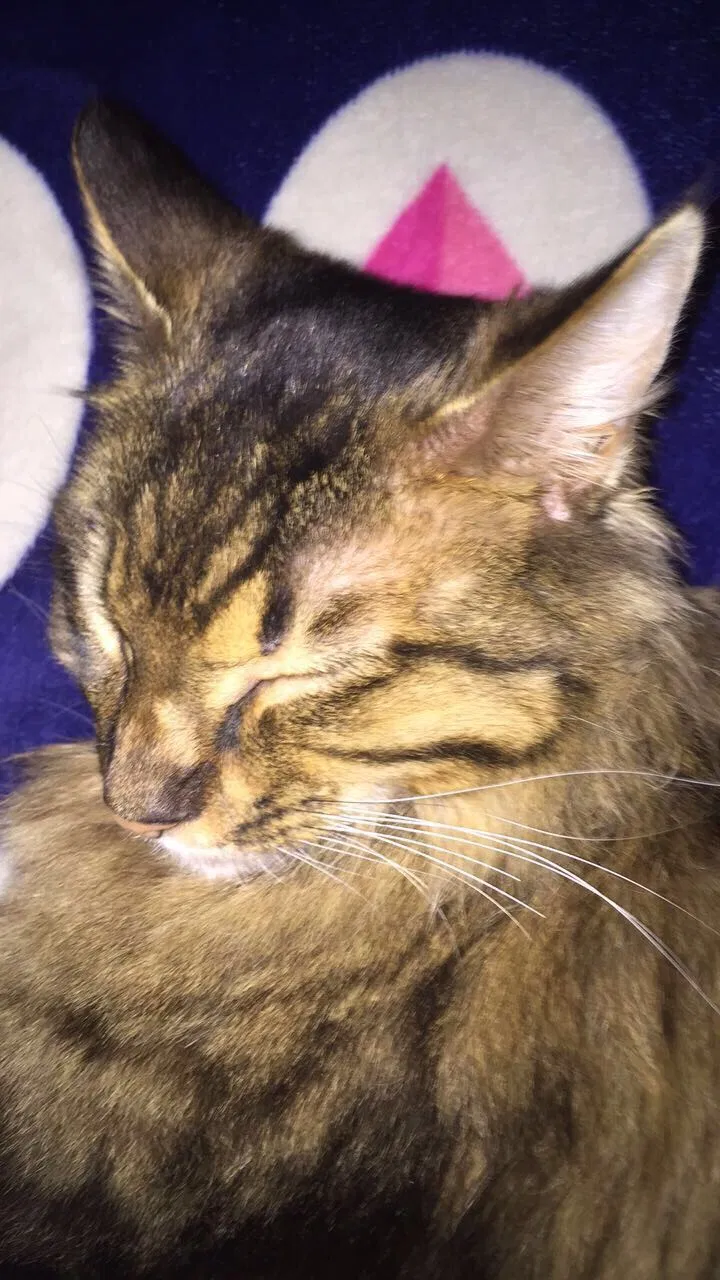 Lost cat in Oroville, CA, 95966