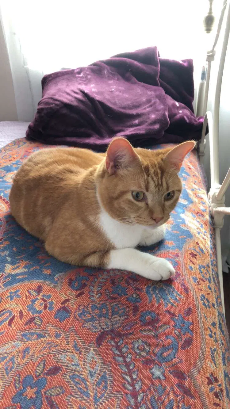 Lost cat in Athens, GA, 30605