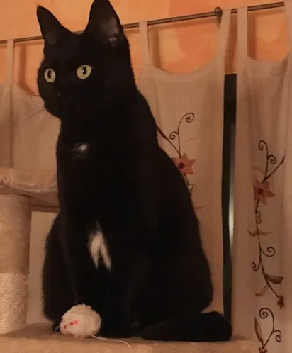 Lost cat in Ossining, NY, 10562