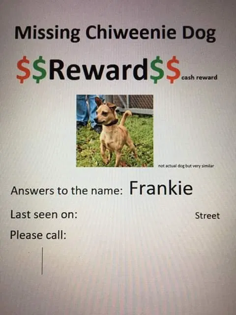 Lost dog in Hollister, MO, 65672