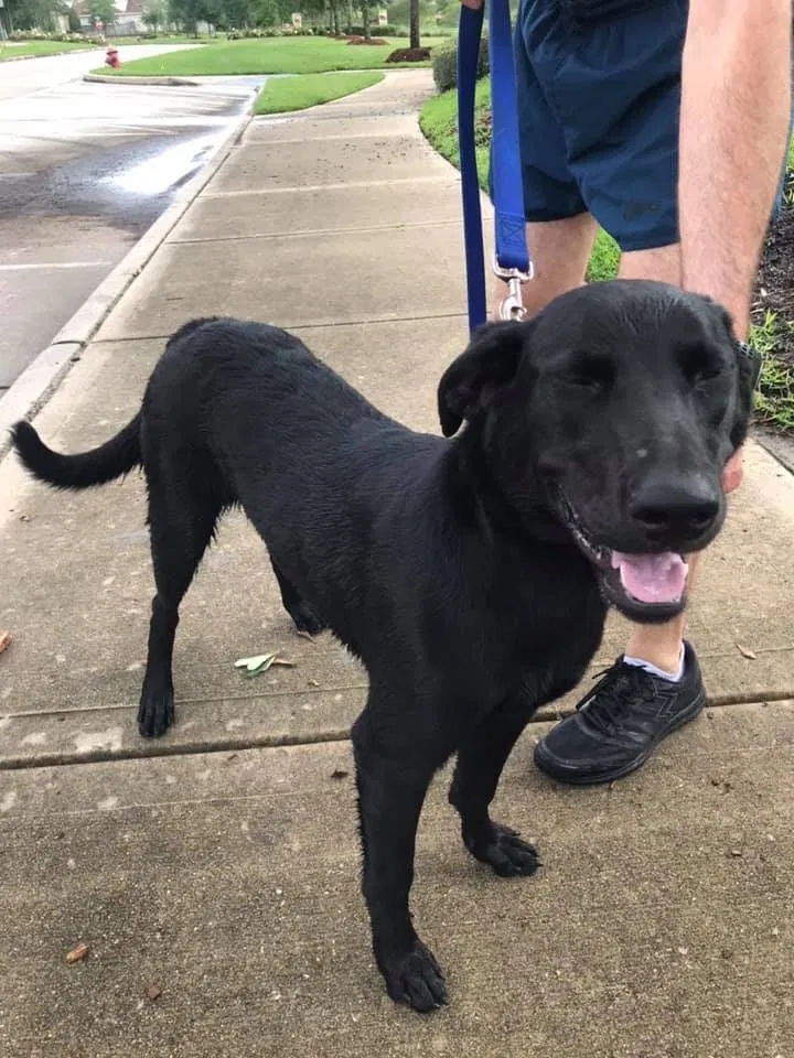 Found dog in Friendswood, TX, 77546