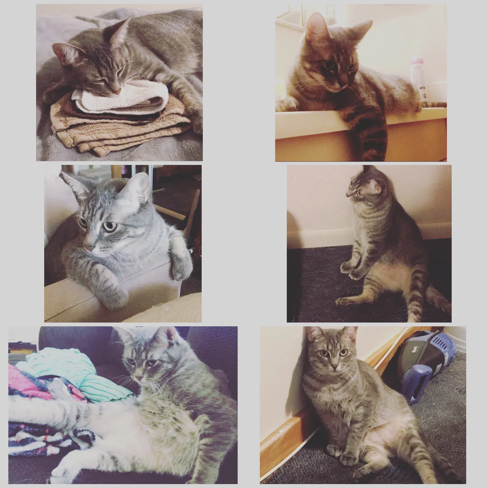 Lost cat in Phoenix, AZ, 85048