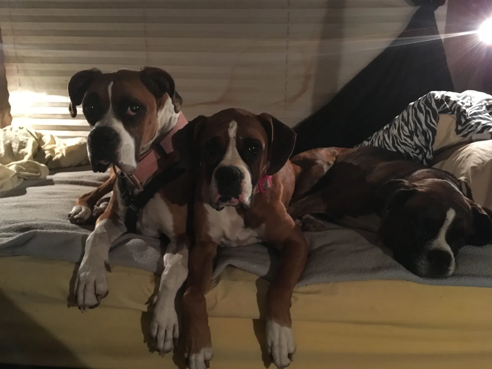 Lost dog in Tucson, AZ, 85706