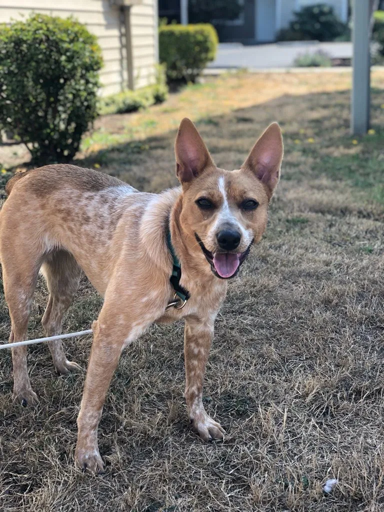 Lost dog in Everett, WA, 98203