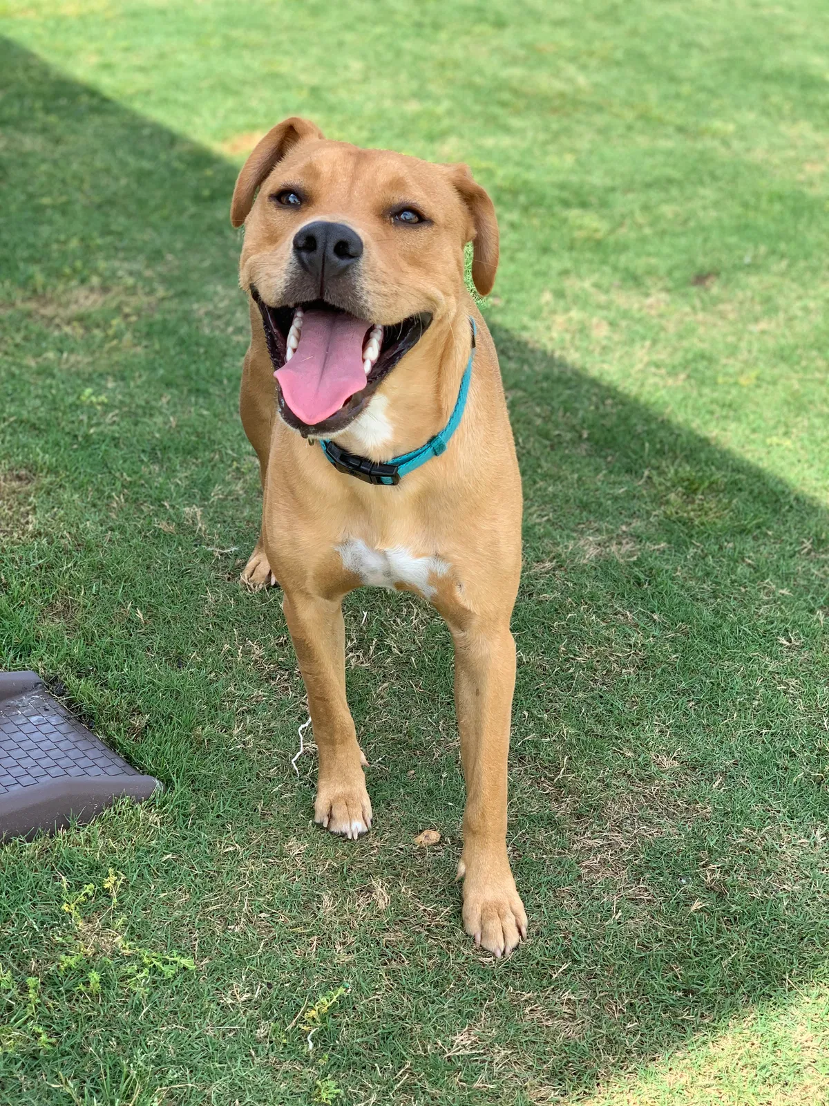 Lost dog in Fultondale, AL, 35068
