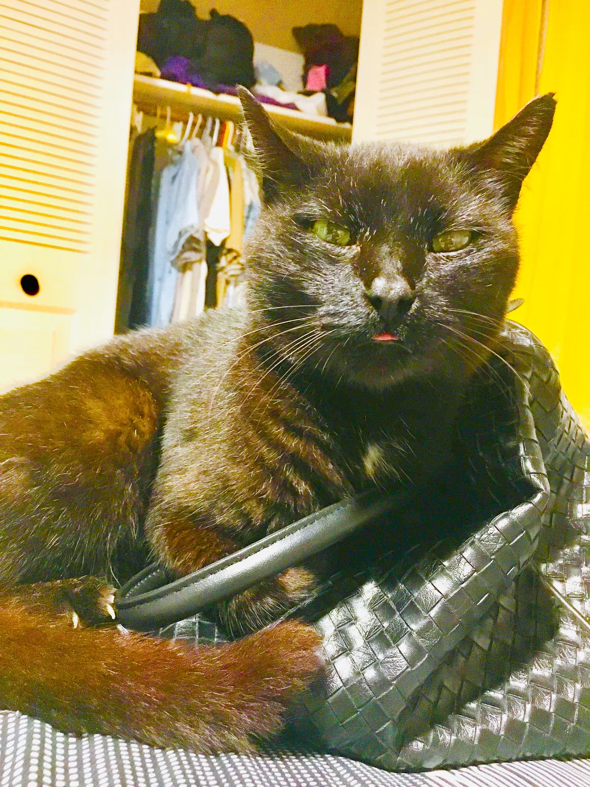 Lost cat in Altamonte Springs, FL, 32701