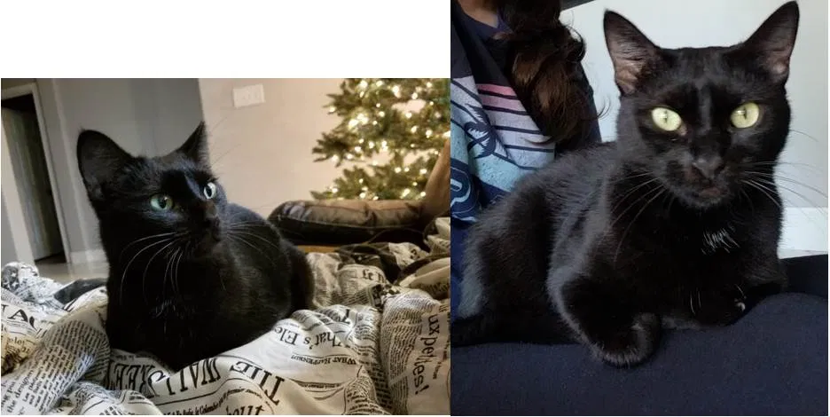 Lost cat in Elgin, TX, 78621