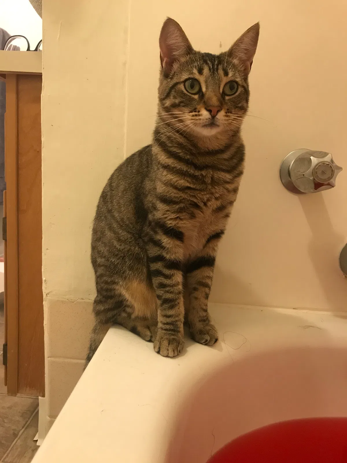 Lost cat in Seaside, CA, 93955