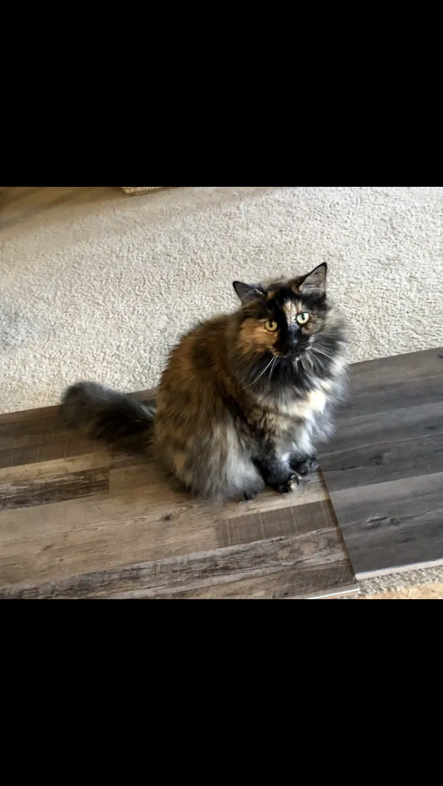 Lost cat in Gulf Shores, AL, 36542