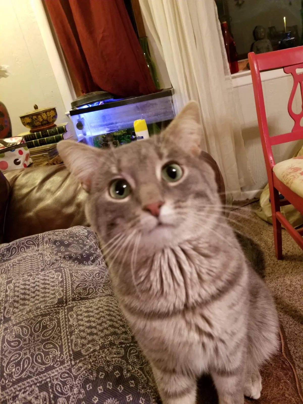 Lost cat in Westerville, OH, 43081