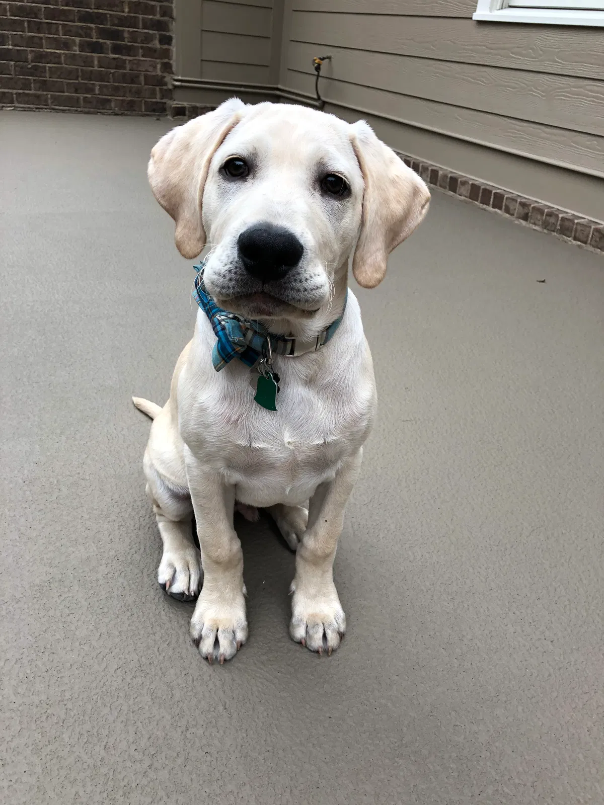 Lost dog in Lowndesboro, AL, 36752