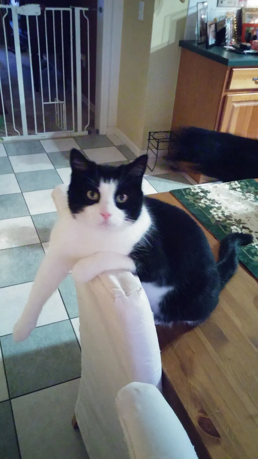Lost cat in Spring City, PA, 19475