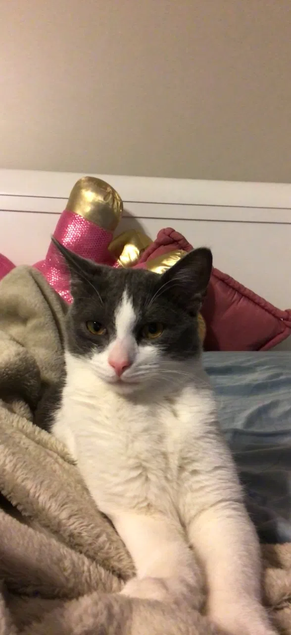Lost cat in Antioch, TN, 37013