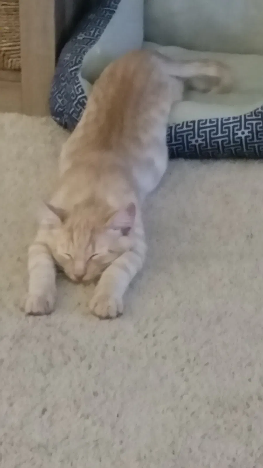 Lost cat in Lynnwood, WA, 98036