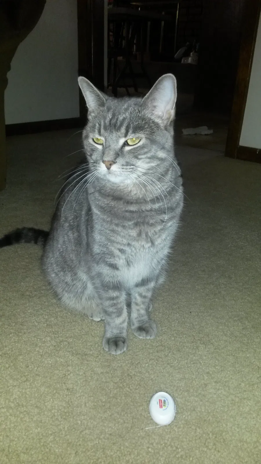 Lost cat in Omaha, NE, 68152
