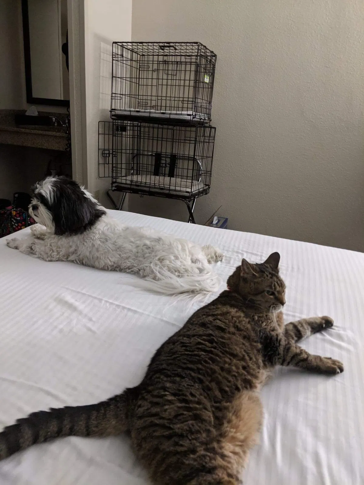 Lost cat in Youngstown, OH, 44514