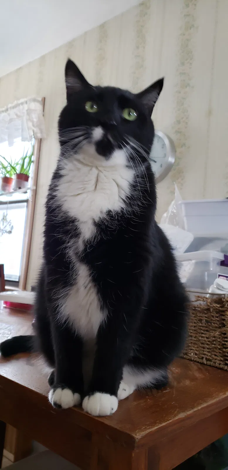 Lost cat in Minneapolis, MN, 55418