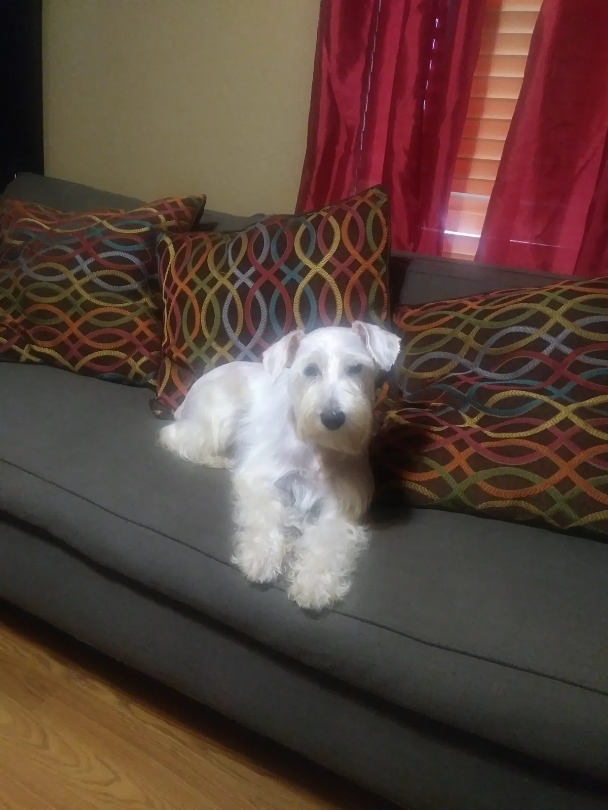Lost dog in Mcallen, TX, 78504