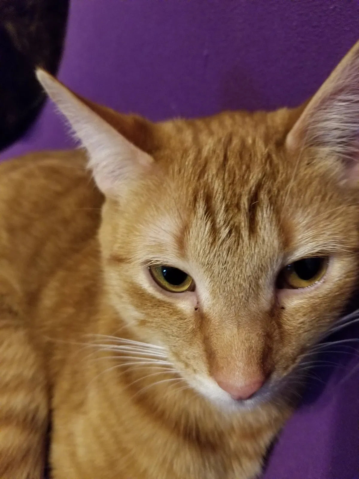 Lost cat in Mills River, NC, 28759