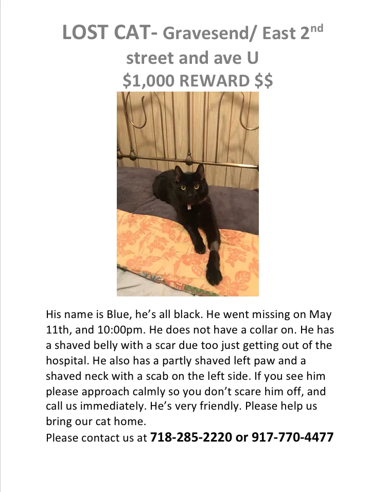 Lost cat in Brooklyn, NY, 11223