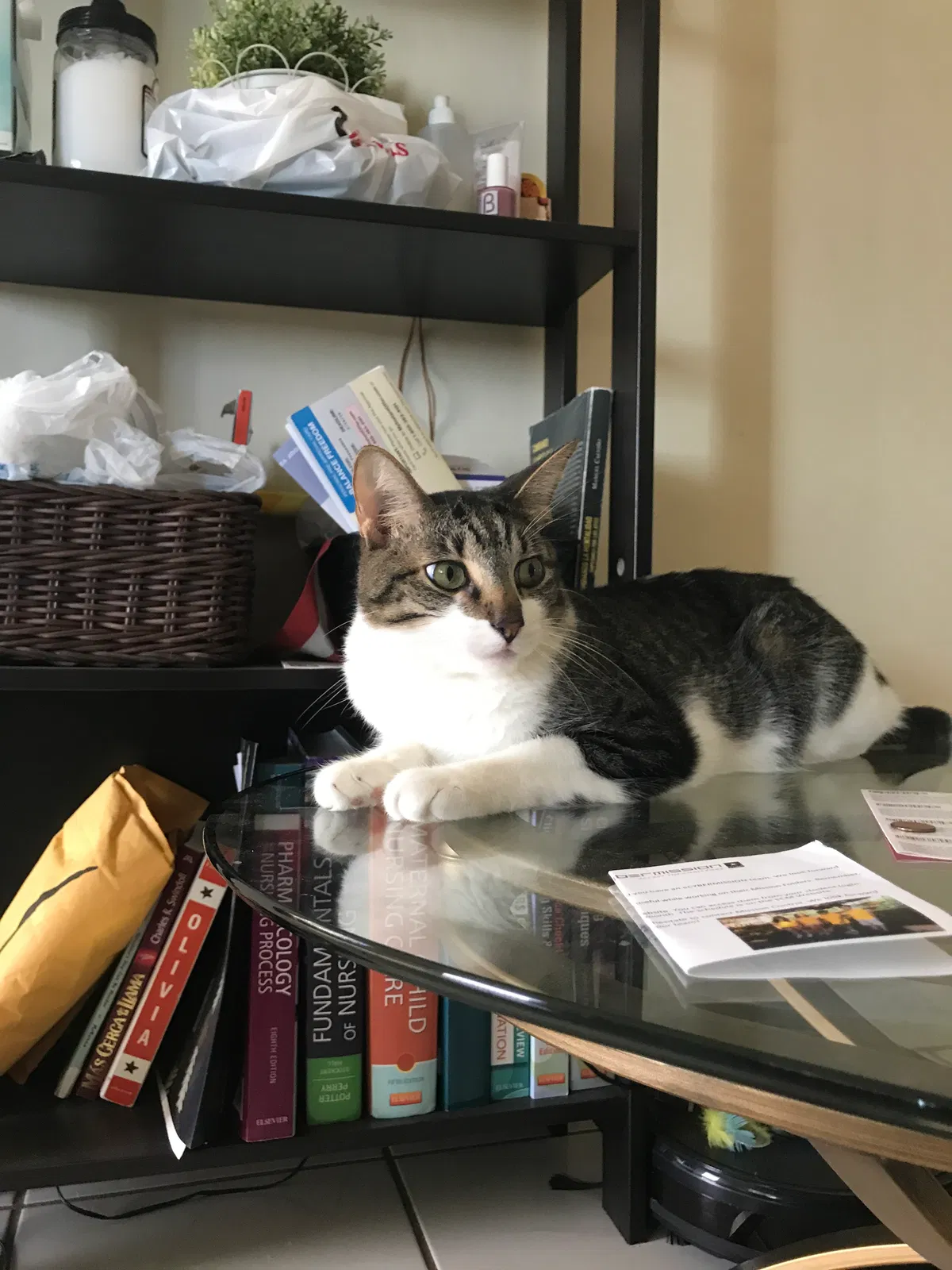 Lost cat in Hollywood, FL, 33023