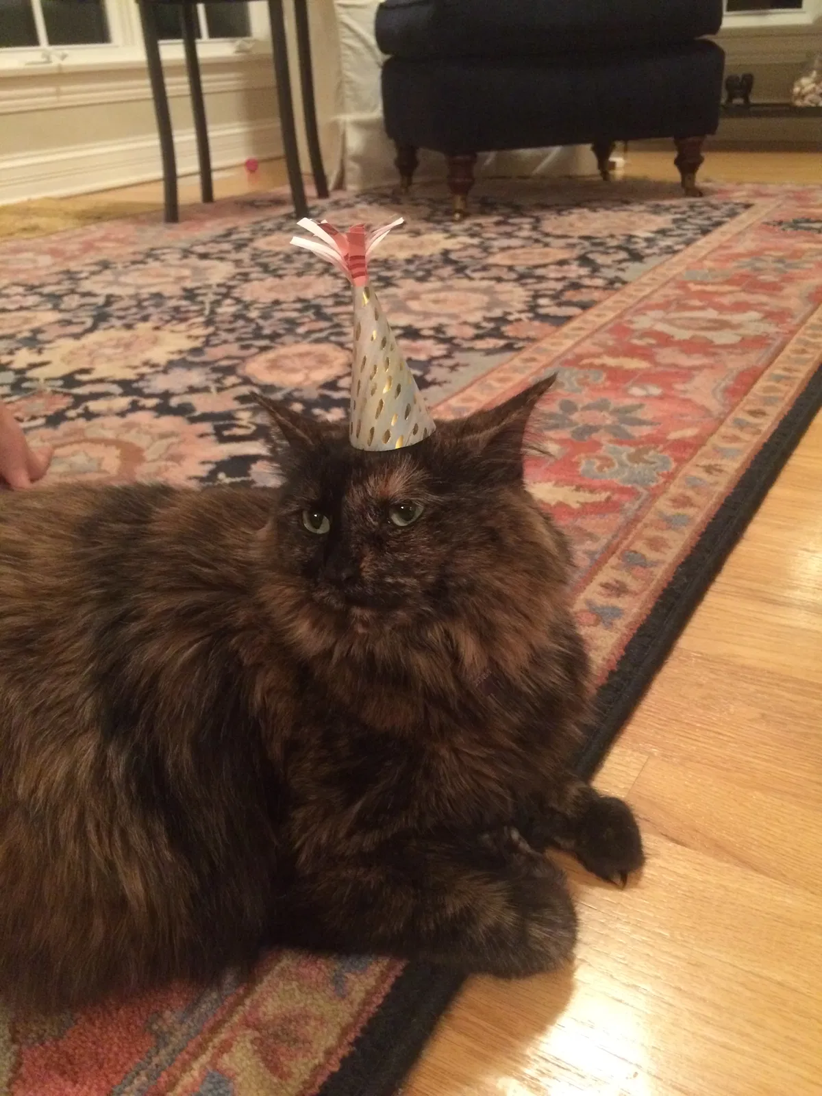 Lost cat in Saint Charles, IL, 60175